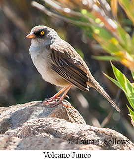 Volcano Junco - © Laura L Fellows and Exotic Birding LLC