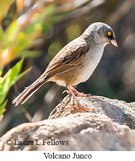 Volcano Junco - © Laura L Fellows and Exotic Birding LLC