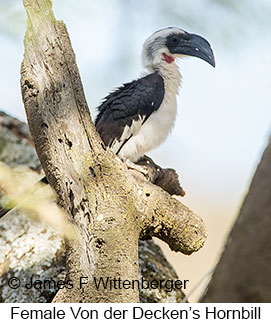 Von der Decken's Hornbill - © James F Wittenberger and Exotic Birding LLC Von der Decken's Hornbill - © James F Wittenberger and Exotic Birding LLC