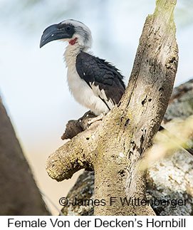 Von der Decken's Hornbill - © James F Wittenberger and Exotic Birding LLC