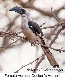 Von der Decken's Hornbill - © James F Wittenberger and Exotic Birding LLC