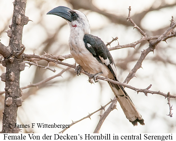 Von der Decken's Hornbill - © James F Wittenberger and Exotic Birding LLC