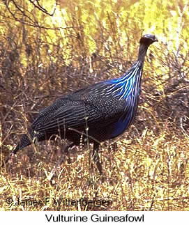 Vulturine Guineafowl - © James F Wittenberger and Exotic Birding Tours Vulturine Guineafowl - © James F Wittenberger and Exotic Birding Tours