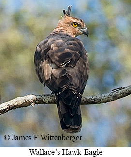 Wallace's Hawk-Eagle - © James F Wittenberger and Exotic Birding LLC