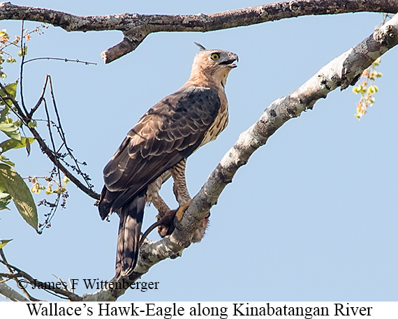 Wallace's Hawk-Eagle - © James F Wittenberger and Exotic Birding LLC Wallace's Hawk-Eagle - © James F Wittenberger and Exotic Birding LLC