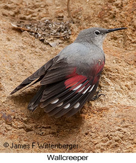 Wallcreeper - © James F Wittenberger and Exotic Birding LLC