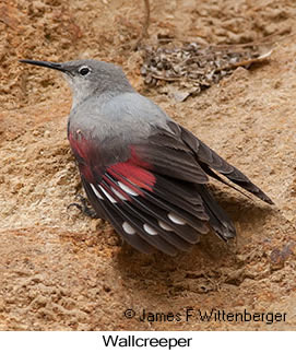 Wallcreeper - © James F Wittenberger and Exotic Birding LLC