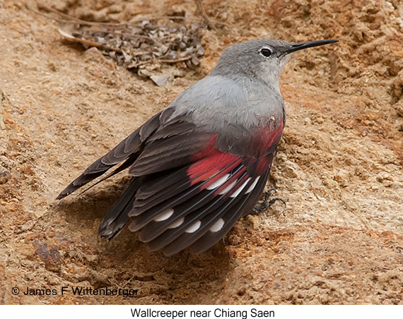 Wallcreeper - © James F Wittenberger and Exotic Birding LLC