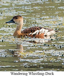Wandering Whistling-Duck - © James F Wittenberger and Exotic Birding LLC