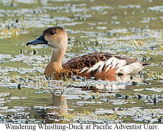 Wandering Whistling-Duck - © James F Wittenberger and Exotic Birding LLC