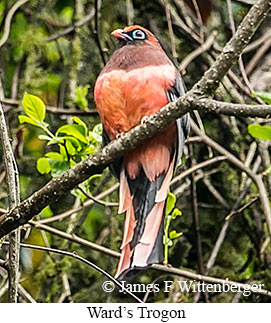Ward's Trogon - © James F Wittenberger and Exotic Birding LLC