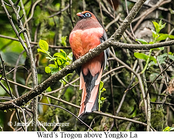 Ward's Trogon - © James F Wittenberger and Exotic Birding LLC