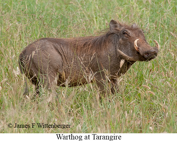 Warthog - © James F Wittenberger and Exotic Birding LLC