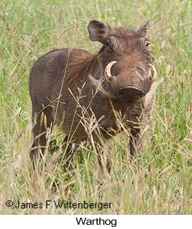 Warthog - © James F Wittenberger and Exotic Birding LLC