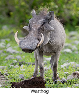 Warthog - © James F Wittenberger and Exotic Birding LLC