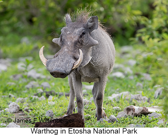 Warthog - © James F Wittenberger and Exotic Birding LLC