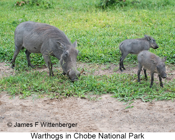 Warthog - © James F Wittenberger and Exotic Birding LLC