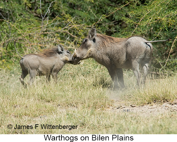 Warthog - © James F Wittenberger and Exotic Birding LLC