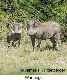 Warthog - &copy; James F Wittenberger and Exotic Birding LLC