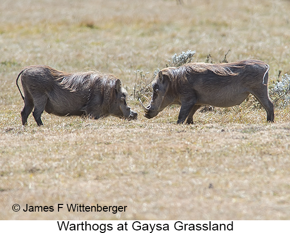 Warthog - © James F Wittenberger and Exotic Birding LLC Warthog - © James F Wittenberger and Exotic Birding LLC