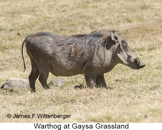 Warthog - © James F Wittenberger and Exotic Birding LLC Warthog - © James F Wittenberger and Exotic Birding LLC