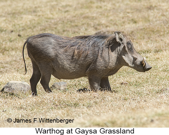 Warthog - © James F Wittenberger and Exotic Birding LLC