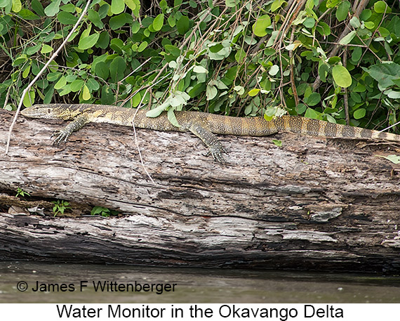 Water Monitor - © The Photographer and Exotic Birding LLC