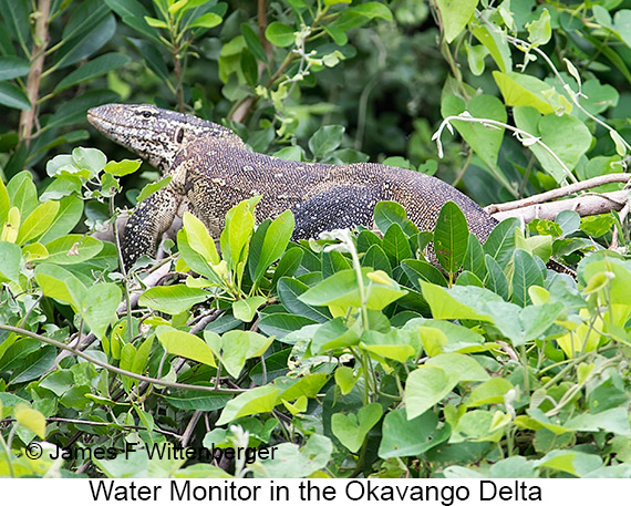 Water Monitor - © James F Wittenberger and Exotic Birding LLC