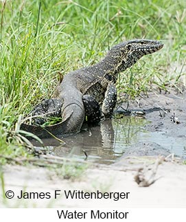 Water Monitor - &copy; James F Wittenberger and Exotic Birding LLC