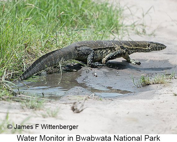 Water Monitor - © James F Wittenberger and Exotic Birding LLC