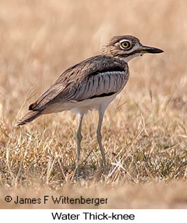 Water Thick-knee - © James F Wittenberger and Exotic Birding LLC