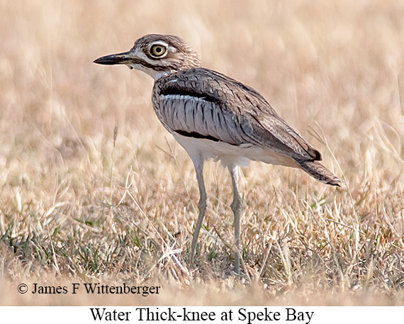 Water Thick-knee - © James F Wittenberger and Exotic Birding LLC