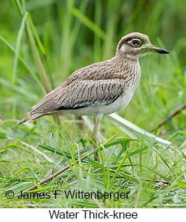 Water Thick-knee - © James F Wittenberger and Exotic Birding LLC