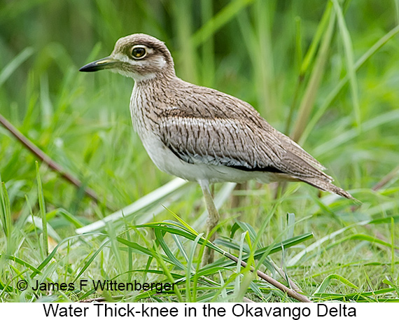 Water Thick-knee - © James F Wittenberger and Exotic Birding LLC