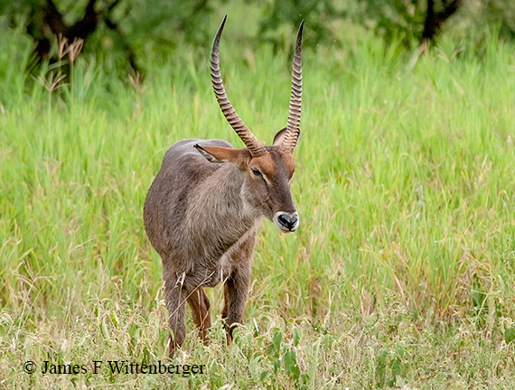 Waterbuck - © James F Wittenberger and Exotic Birding LLC