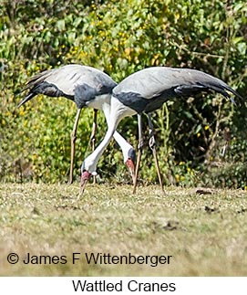 Wattled Crane - © James F Wittenberger and Exotic Birding LLC Wattled Crane - © James F Wittenberger and Exotic Birding LLC