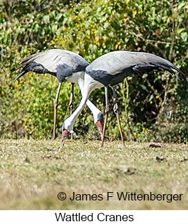 Wattled Crane - © James F Wittenberger and Exotic Birding LLC