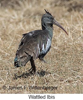 Wattled Ibis - &copy; James F Wittenberger and Exotic Birding LLC