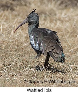 Wattled Ibis - © James F Wittenberger and Exotic Birding LLC