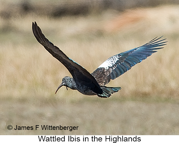 Wattled Ibis - © James F Wittenberger and Exotic Birding LLC