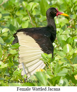 Wattled Jacana - © Laura L Fellows and Exotic Birding LLC