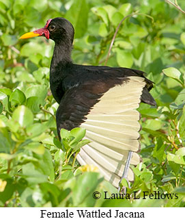 Wattled Jacana - © Laura L Fellows and Exotic Birding LLC Wattled Jacana - © Laura L Fellows and Exotic Birding LLC