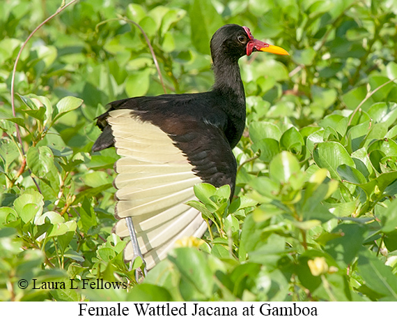 Wattled Jacana - © Laura L Fellows and Exotic Birding LLC Wattled Jacana - © Laura L Fellows and Exotic Birding LLC
