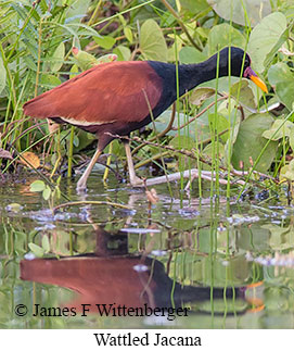 Wattled Jacana - © James F Wittenberger and Exotic Birding LLC