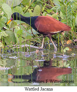 Wattled Jacana - © James F Wittenberger and Exotic Birding LLC