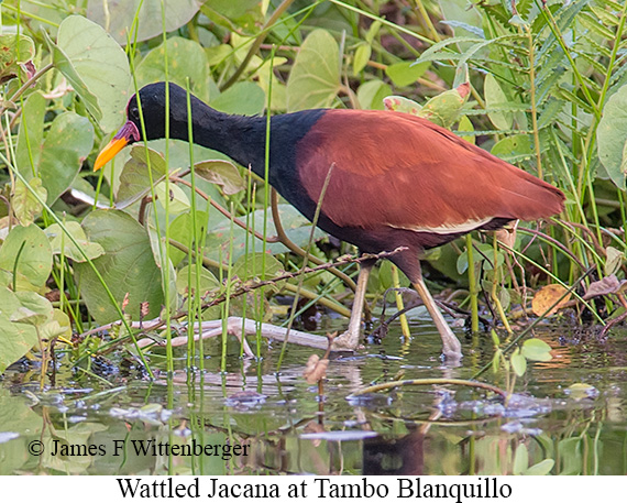 Wattled Jacana - © James F Wittenberger and Exotic Birding LLC