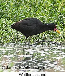 Wattled Jacana - © James F Wittenberger and Exotic Birding LLC