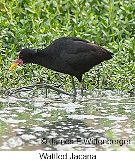 Wattled Jacana - © James F Wittenberger and Exotic Birding LLC