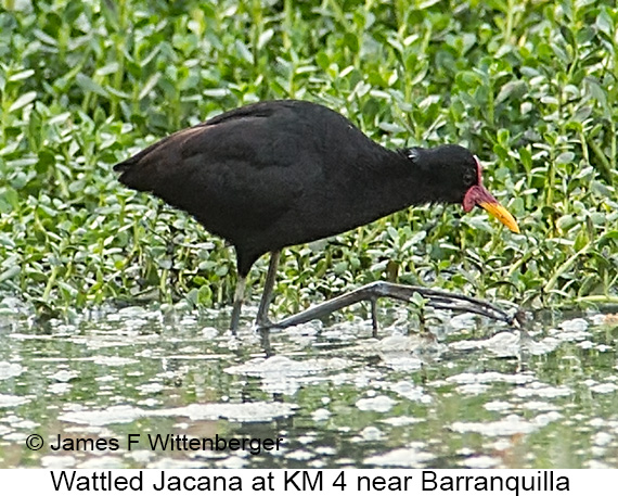 Wattled Jacana - © James F Wittenberger and Exotic Birding LLC