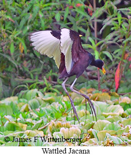 Wattled Jacana - &copy; James F Wittenberger and Exotic Birding LLC